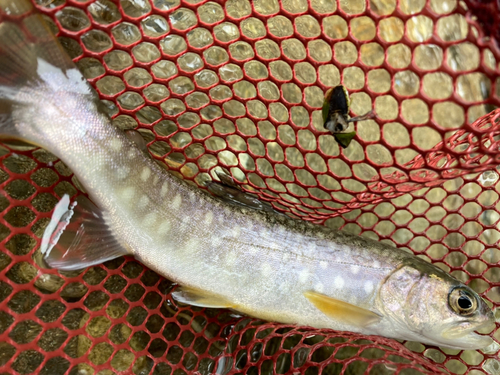 アメマスの釣果