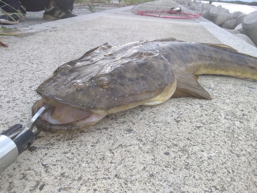 マゴチの釣果