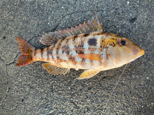 イトフエフキの釣果