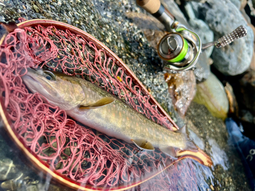 ニッコウイワナの釣果