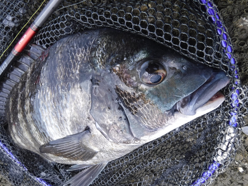 チヌの釣果