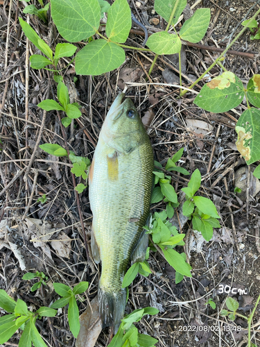 ブラックバスの釣果