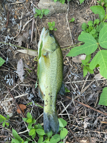 ブラックバスの釣果