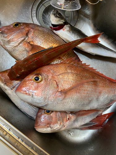 マダイの釣果