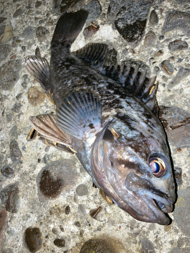 クロソイの釣果