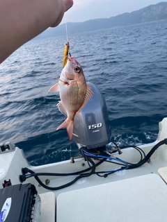 タイの釣果