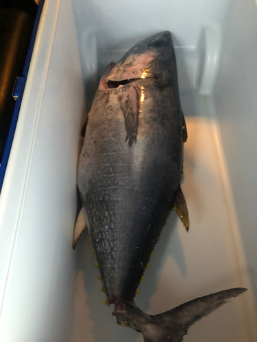 クロマグロの釣果