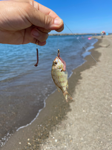 シロギスの釣果