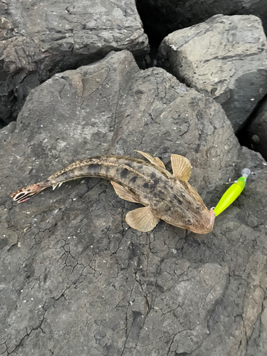 マゴチの釣果