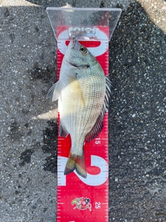 メイタの釣果