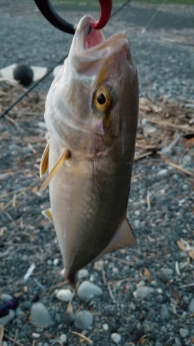 ショゴの釣果