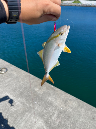 ショッコの釣果