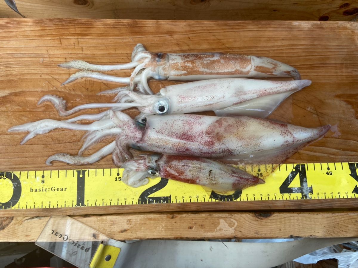 かわちゃん1518さんの釣果 2枚目の画像