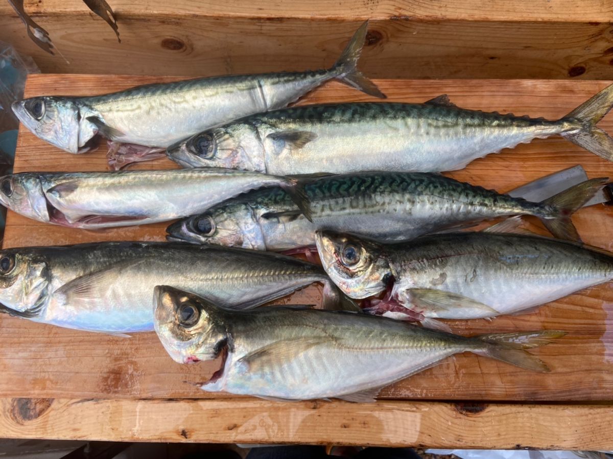 かわちゃん1518さんの釣果 3枚目の画像