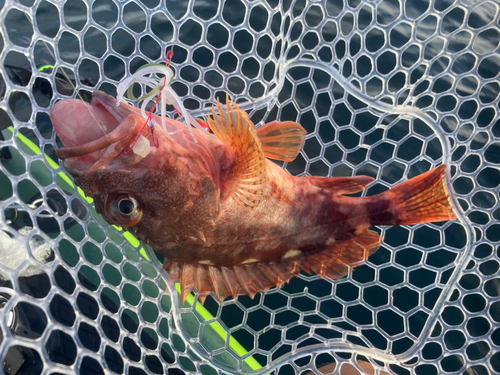 ウッカリカサゴの釣果