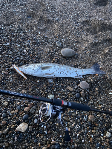 スズキの釣果