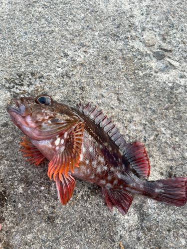 カサゴの釣果