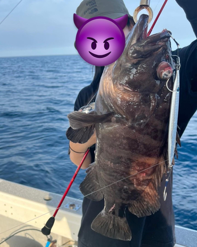 マハタの釣果