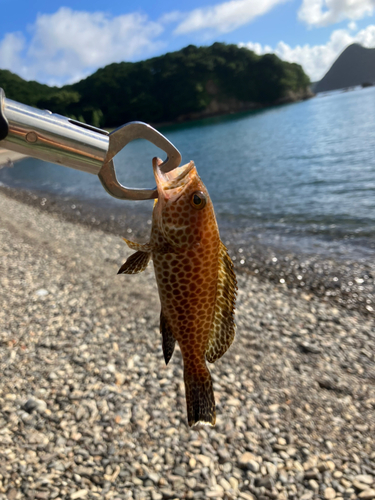 オオモンハタの釣果