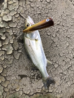 セイゴ（マルスズキ）の釣果