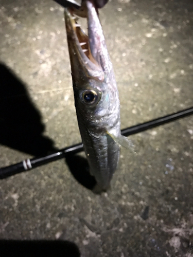 カマスの釣果