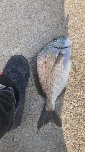 ヘダイの釣果