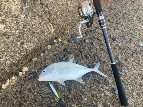 ヒラアジの釣果