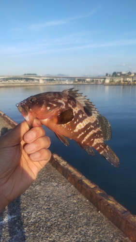 キジハタの釣果