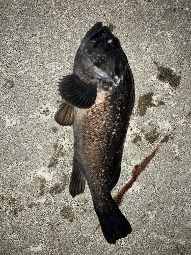 クロソイの釣果