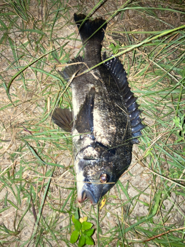 チヌの釣果