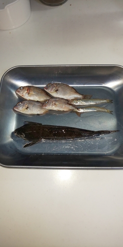 釣果