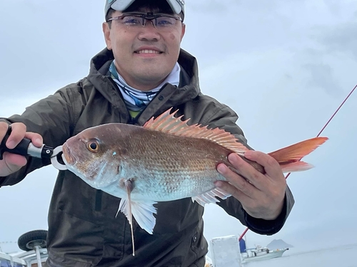 マダイの釣果