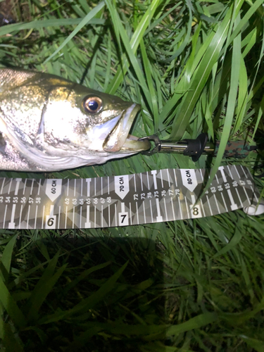 シーバスの釣果