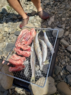 カマスの釣果