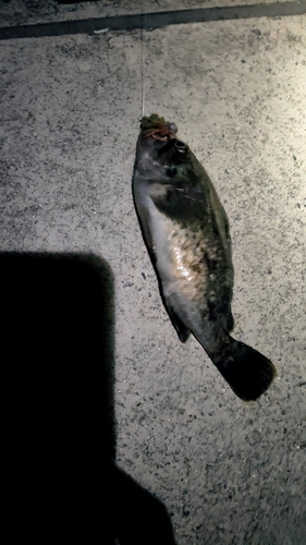 クロソイの釣果