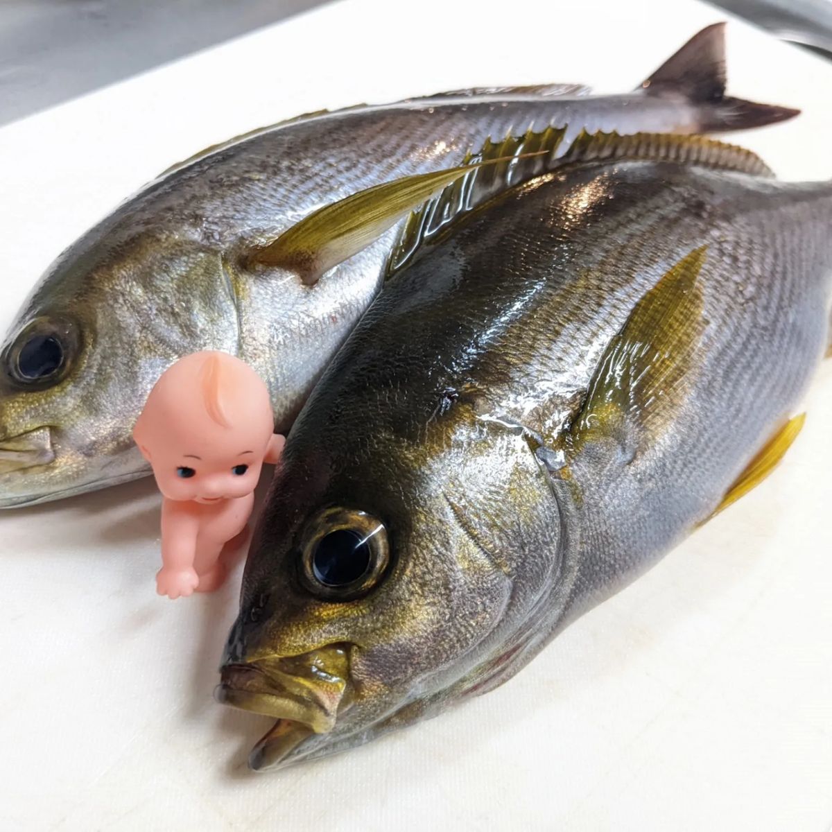 まーさん🎣☆週末アングラー☆さんの釣果 2枚目の画像