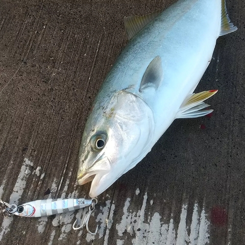 ツバスの釣果