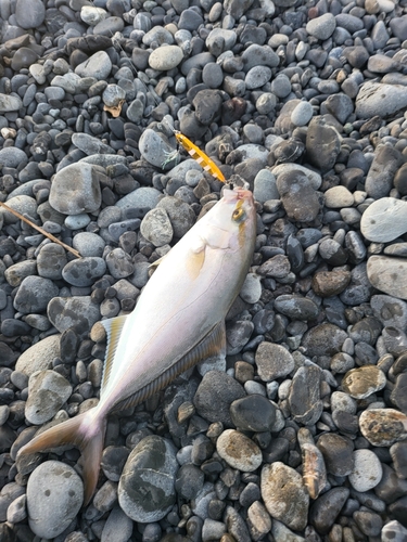 ショゴの釣果