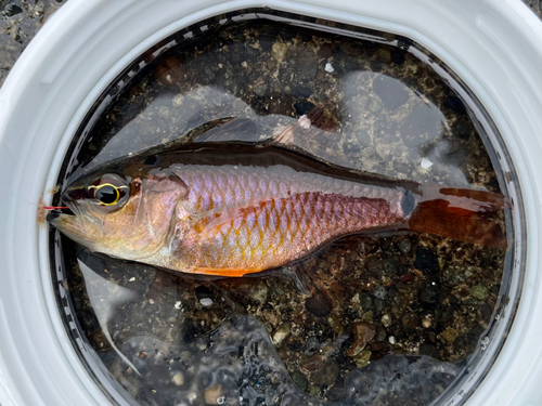 クロホシイシモチの釣果