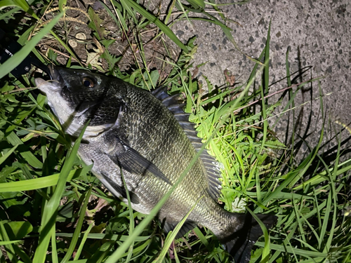 チヌの釣果