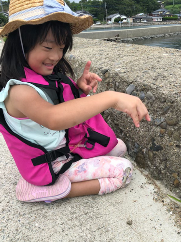 イトヒキハゼの釣果