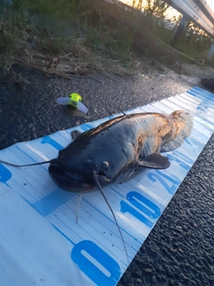 マナマズの釣果