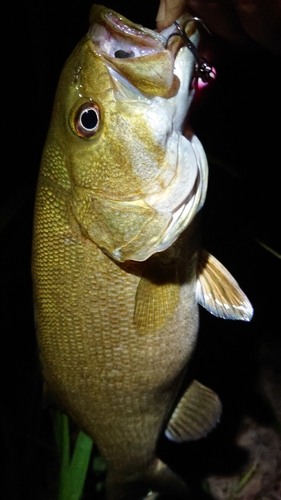 スモールマウスバスの釣果