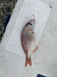 タイの釣果