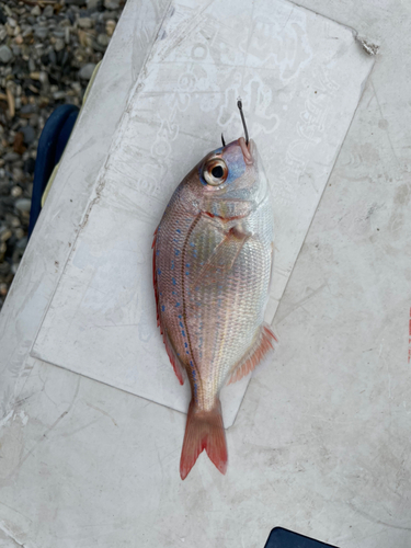 タイの釣果