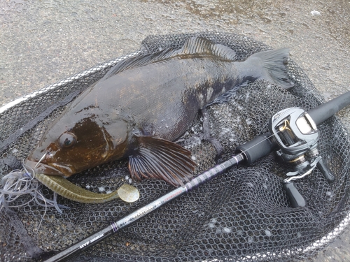 アイナメの釣果