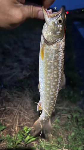 アメマスの釣果