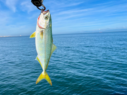 ツバスの釣果