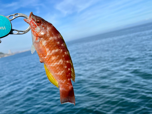 ホシササノハベラの釣果