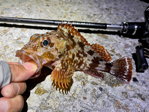 ガシラの釣果